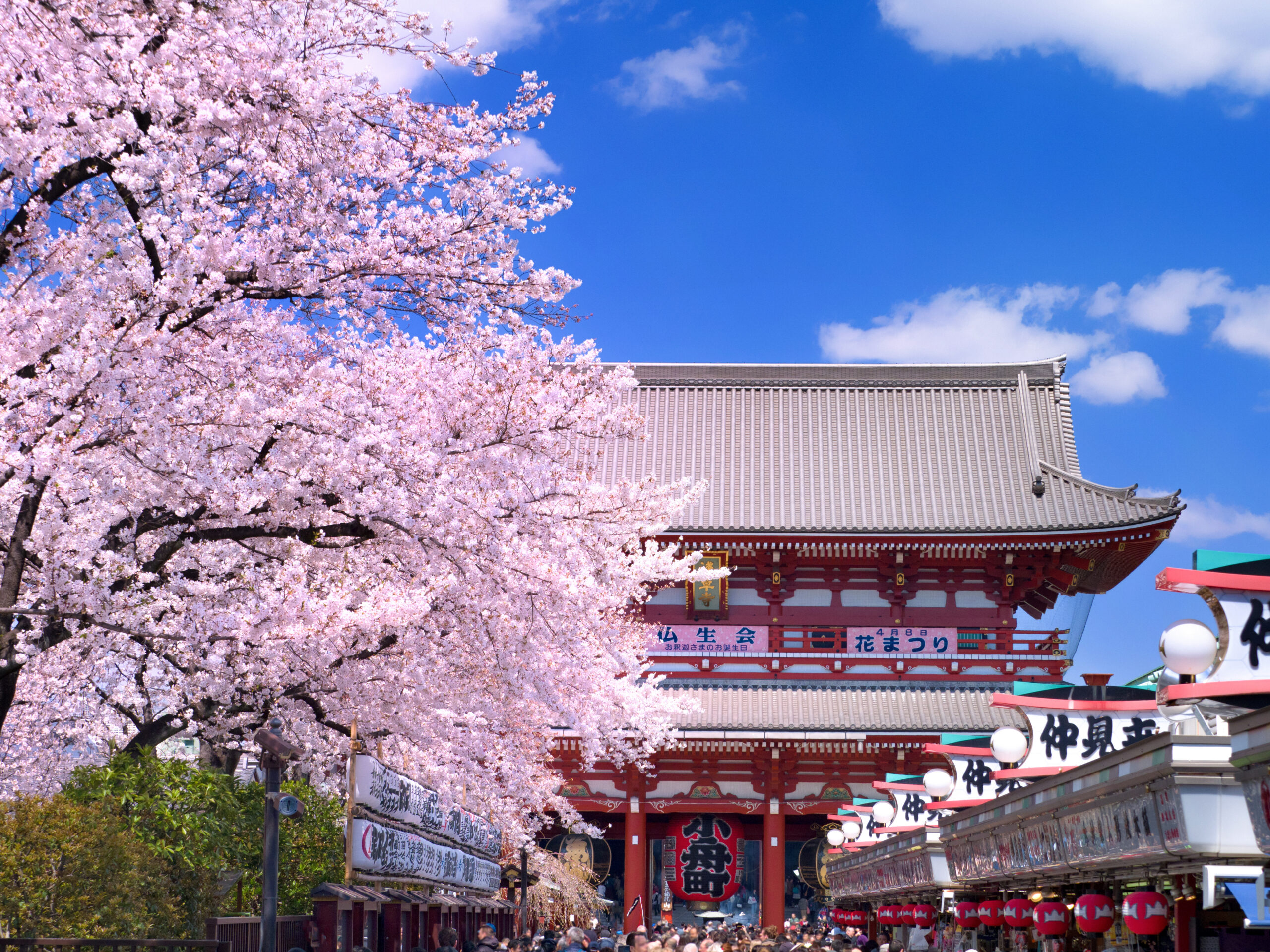 浅草寺花まつり