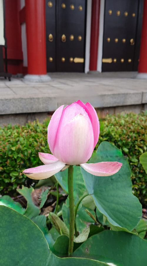 浅草寺五重塔蓮鉢