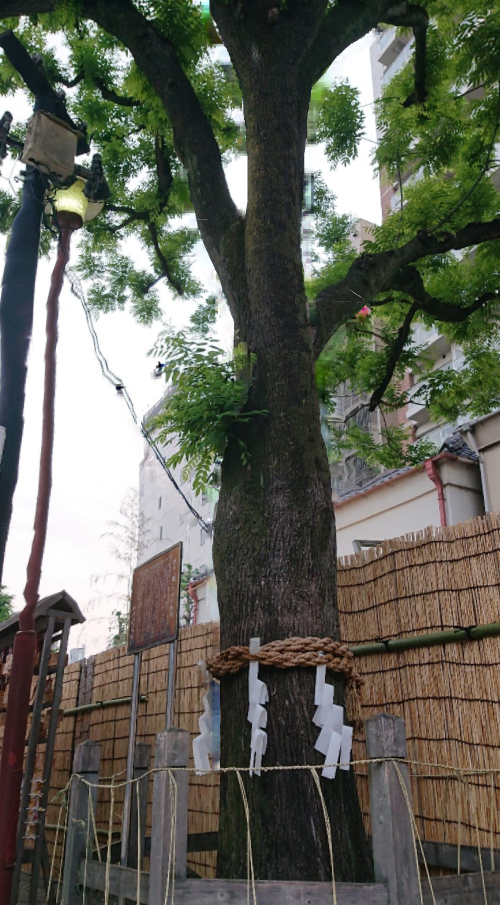 浅草神社御神木「槐（えんじゅ）」