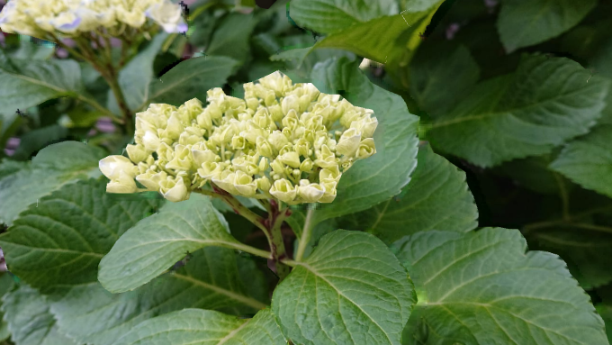 浅草寺紫陽花