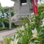 石浜神社 くちなしの花