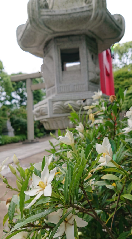 石浜神社 くちなしの花