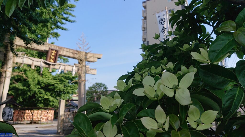 今戸神社 例大祭