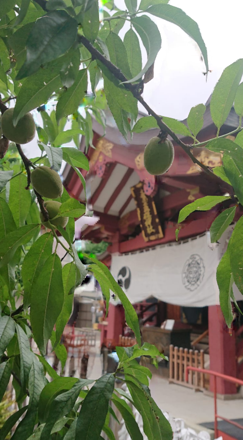 素盞雄大神・飛鳥大神 桃の実