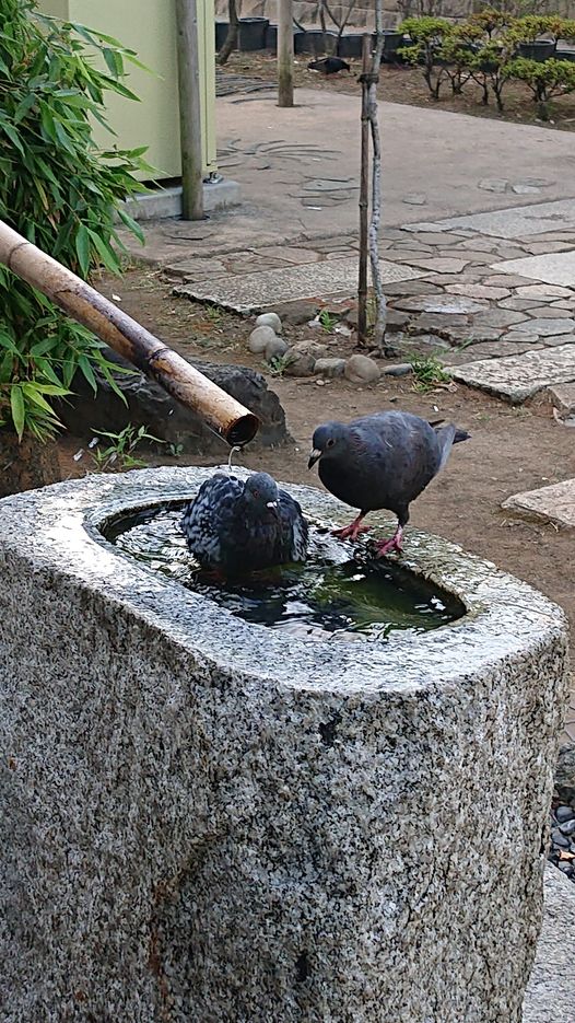 浅草寺,盂蘭盆会