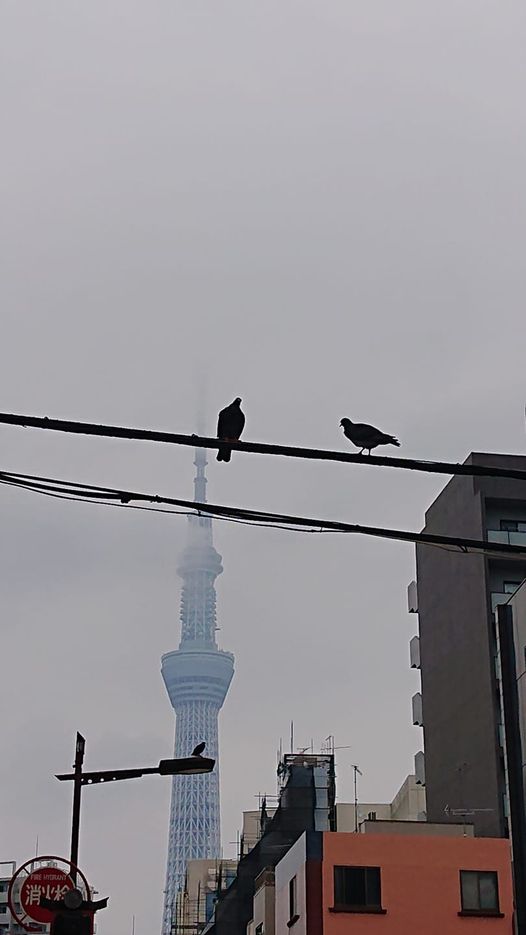 伝法院通り,夫婦鳩