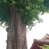 浅草寺,名残梅雨