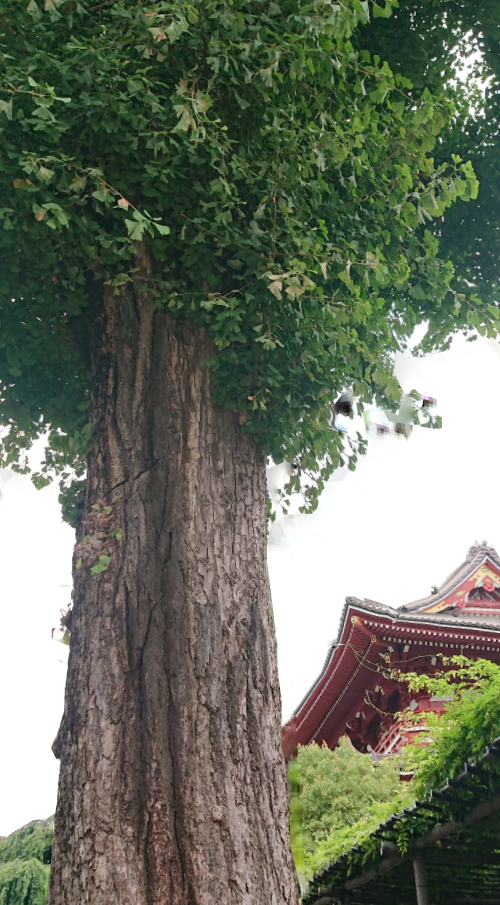 浅草寺,名残梅雨