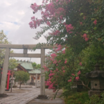 石濱神社,百日紅,サルスベリ