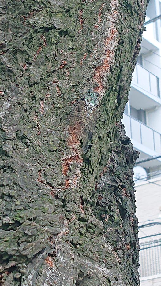 浅草富士浅間神社の一葉桜に泊まるヒグラシ