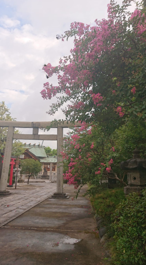 石濱神社,百日紅,サルスベリ