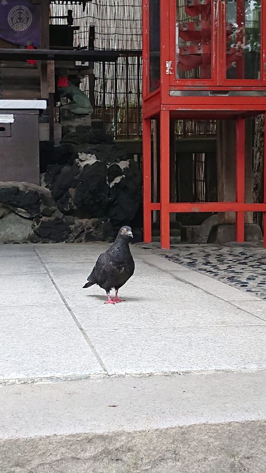 寺鳩の参拝待ちて律の風