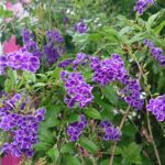 今戸神社の秋の花