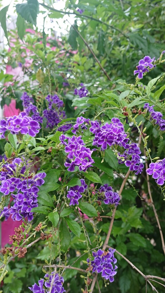 各々の花形しれず秋の花