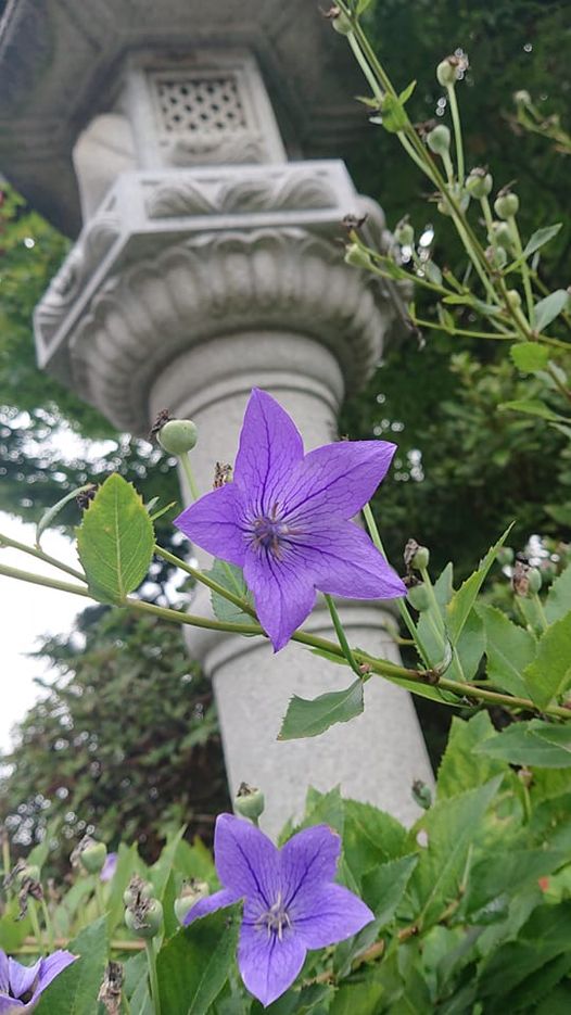 連れ立って咲かぬ桔梗の任侠か