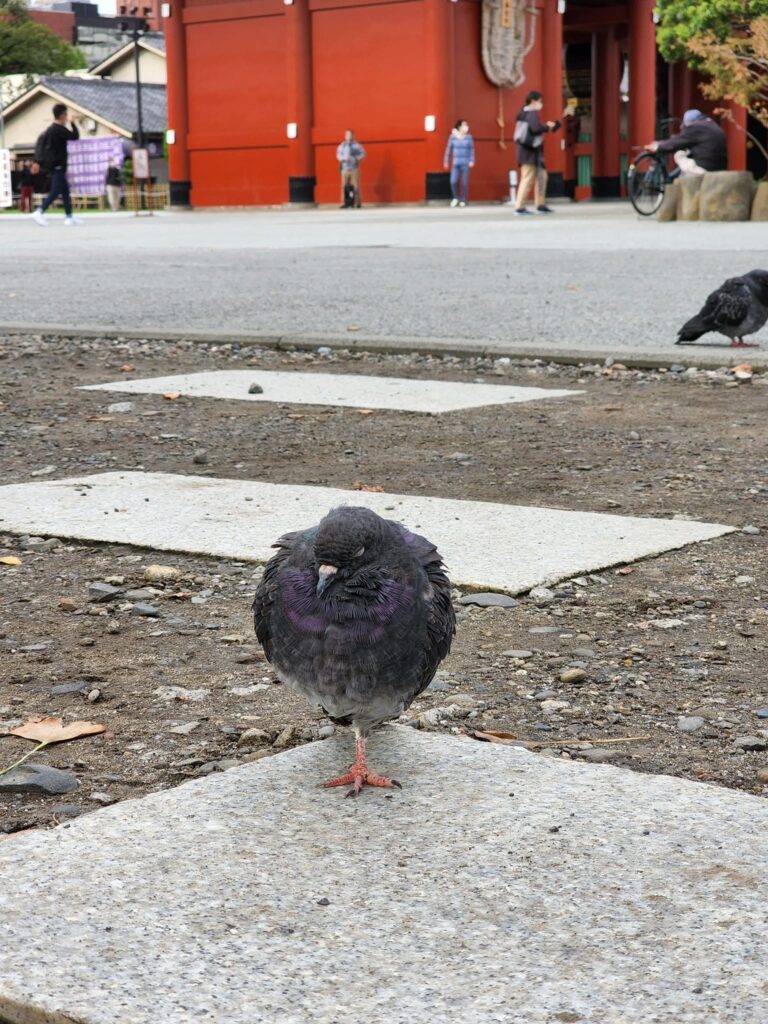 浅草寺の鳩