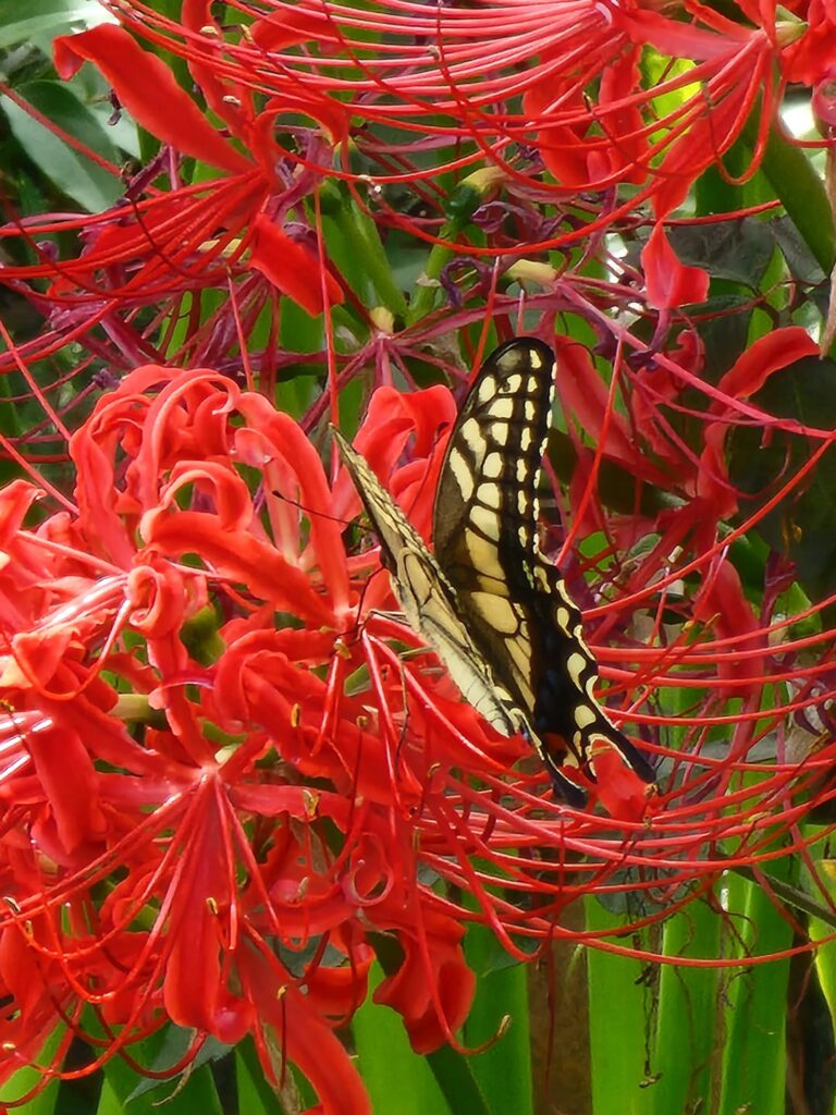 ヒガンバナ 曼殊沙華