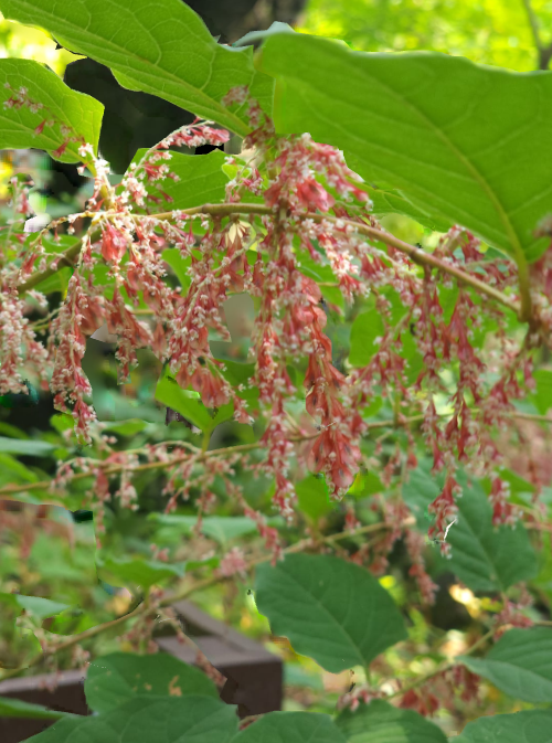 靴紐を直し虎杖揺れ香る