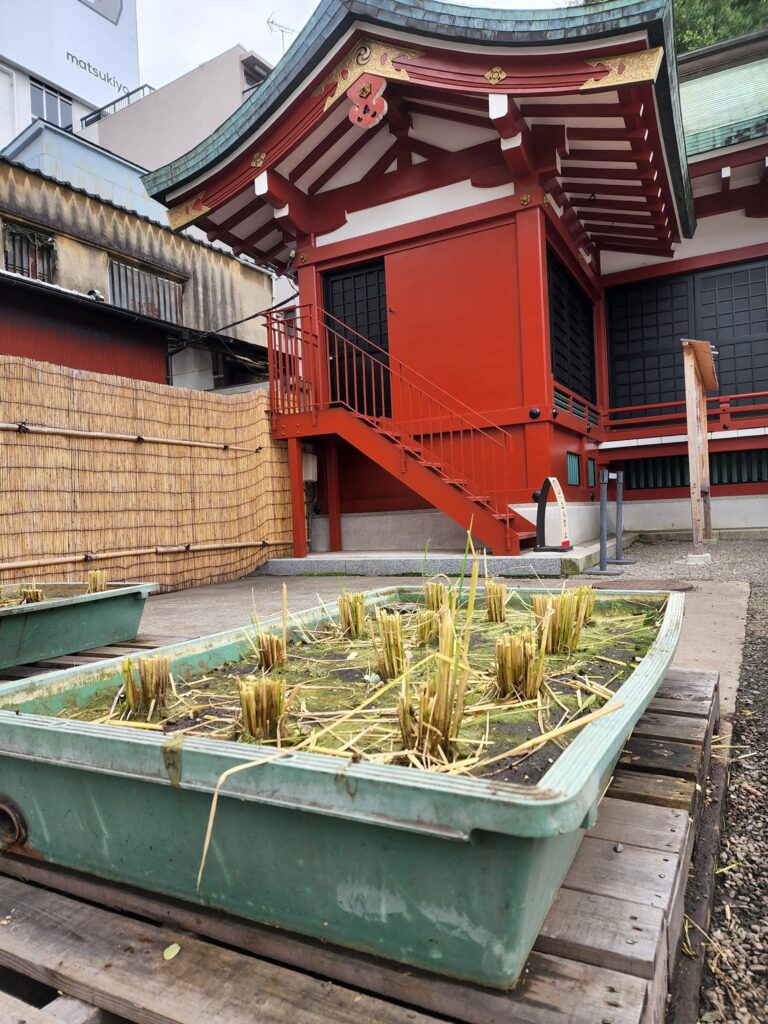 浅草神社　御神田