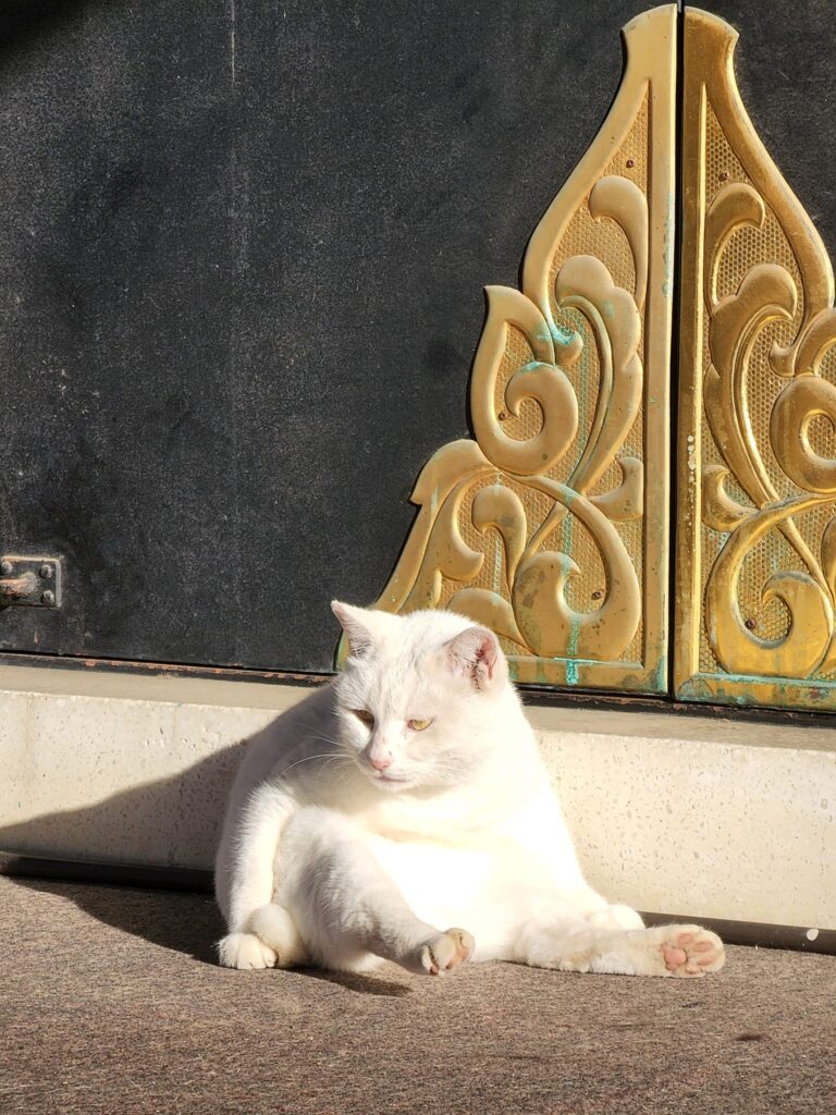 今戸神社の招き猫