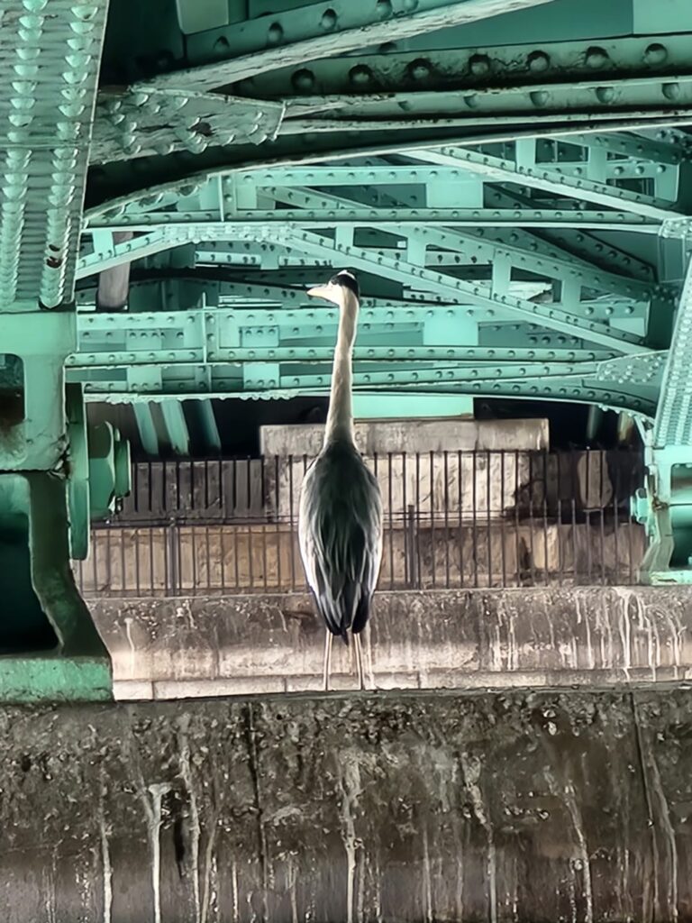 墨田公園 言問橋のアオサギ