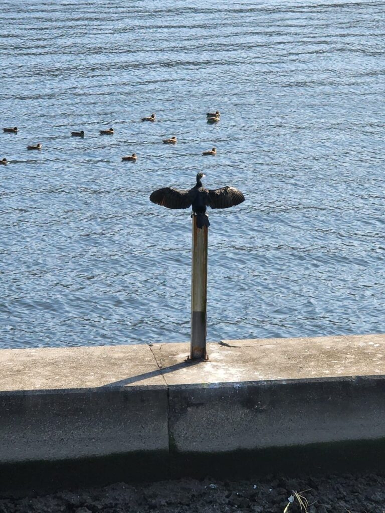 墨田公園 白髭橋近辺の鵜