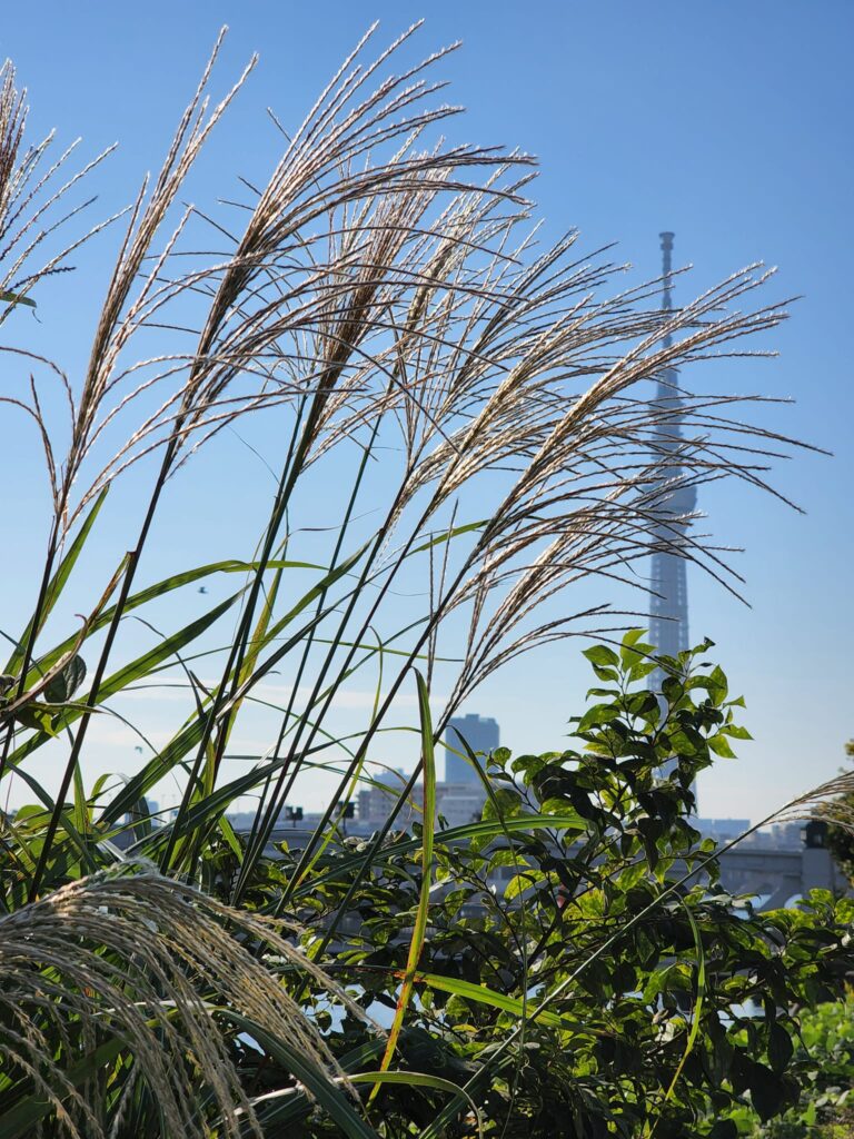 墨田公園のすすき