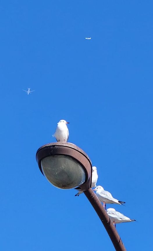 舞い上がれ都の鳥よ何時の日か