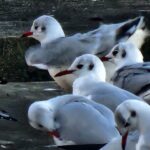 墨田公園のユリカモメ