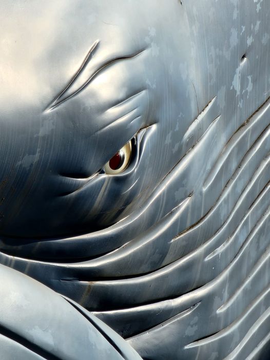 浮世絵の鯨目思う白長洲