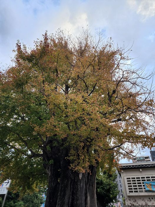 寒風に色なく散るか鎌倉殿