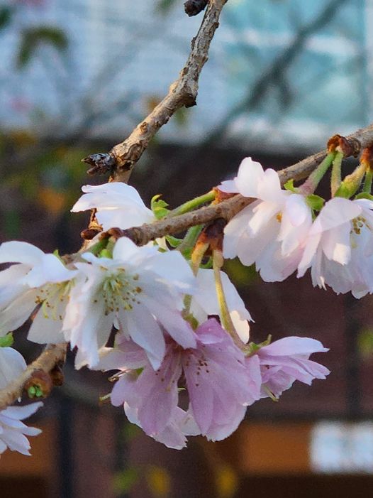 浅草寺弁天堂の帰り花