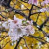 浅草寺の帰り花