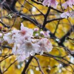 浅草寺の帰り花