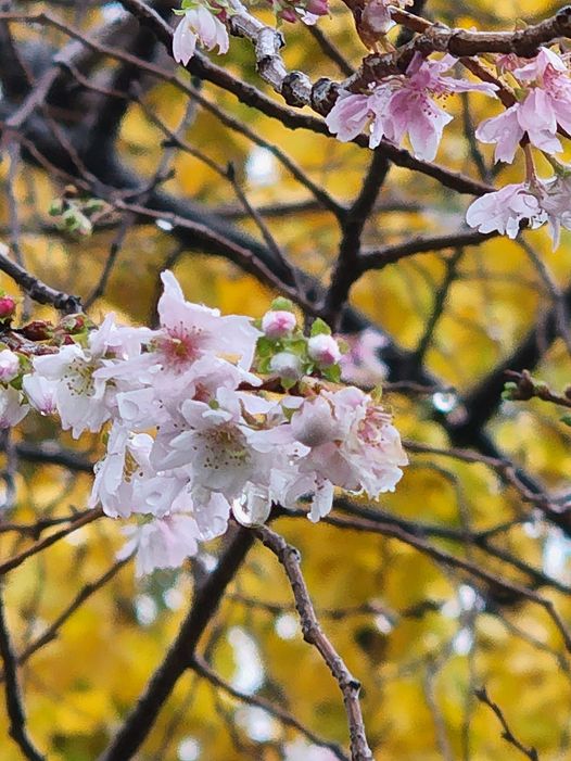 帰り花雨音聞きて祖父偲ぶ