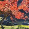 小石川後楽園の紅葉