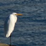 墨田公園のシラサギ