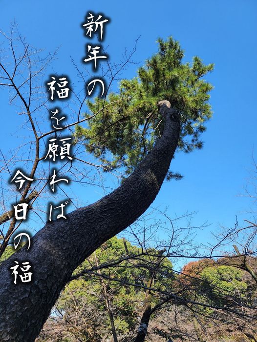 上野恩賜公園の松