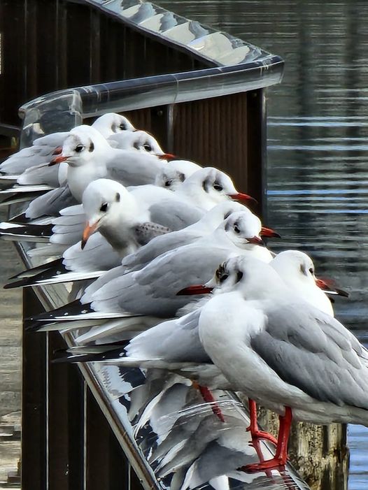 隅田公園 水神大橋のユリカモメ