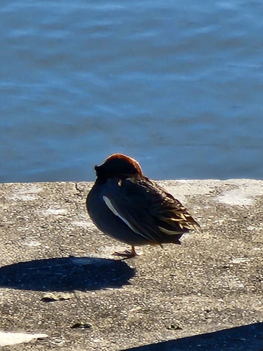 墨田公園の鴨