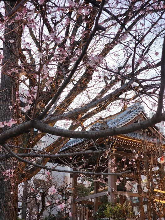 浅草寺弁天堂の帰り花