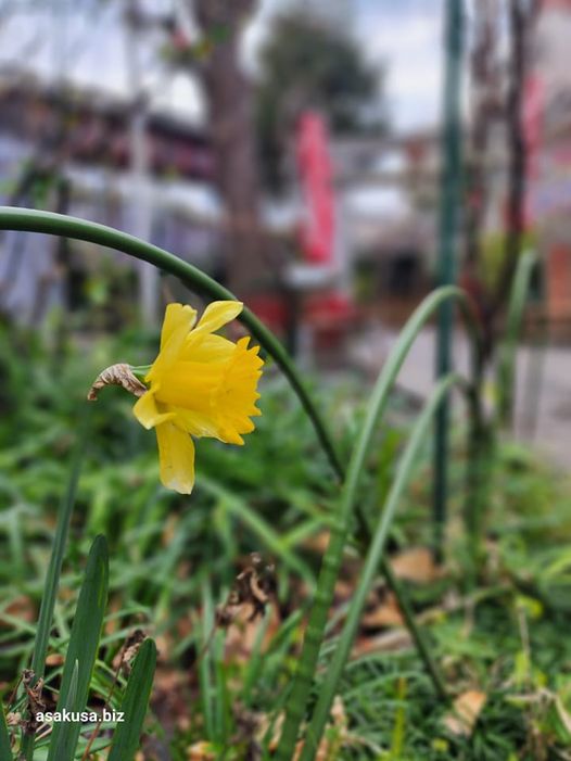 そっぽ向く水仙の花言葉なく