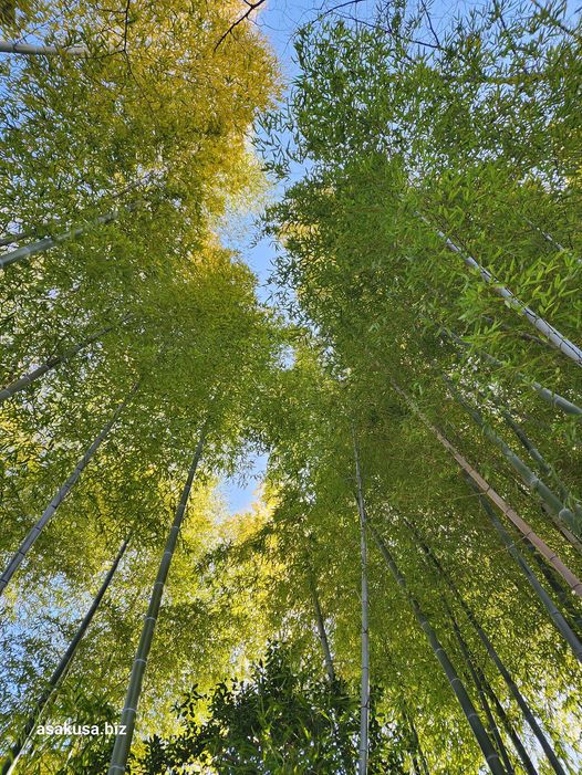 竹秋の空を覗きて疲れ知る