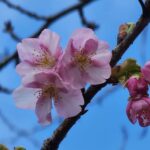 上野恩賜公園　河津さくら