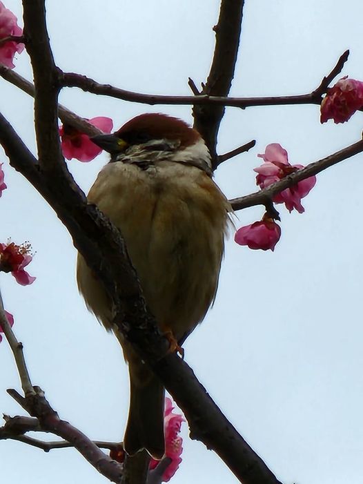 待乳山聖天の梅