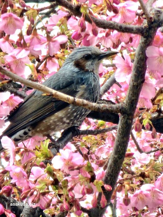 今戸神社の河津さくら