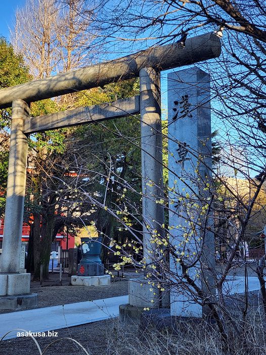 浅草神社,蝋梅