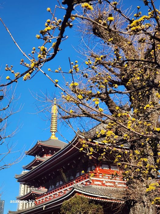 浅草寺の山茱萸