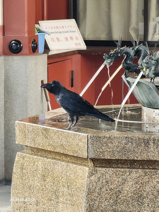 浅草寺のカラス