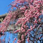 上野恩賜公園五條天神社